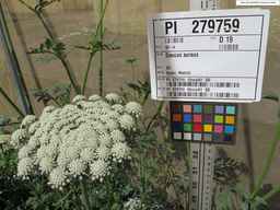 PI_279759_86ncei01_SD_PL_UM_2012-06-22_07.jpg