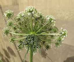 PI_279759_86ncei01_SD_PL_UM_2012-07-10_03.jpg