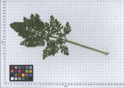 PI_279762_84ncai01_SD_PL_LV_2007-07-02_04.jpg