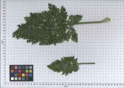 PI_279762_84ncai01_SD_PL_LV_2007-07-02_05.jpg
