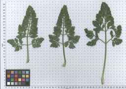 PI_279762_84ncai01_SD_PL_LV_2012-05-16_03.jpg