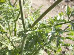 PI_279762_84ncai01_SD_PL_LV_2012-06-05_01.jpg
