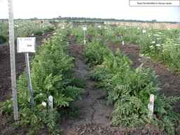 PI_279762_84ncai01_SD_PL_XX_2007-07-17_02.jpg