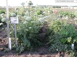 PI_279762_84ncai01_SD_PL_XX_2007-08-01_01.jpg