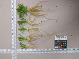 PI_279762_84ncai01_SD_RT_XX_2012-02-01_02.jpg