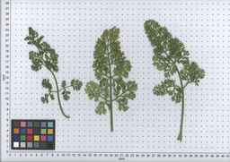 PI_279763_04ncai01_SD_PL_LV_2007-06-19_01.jpg