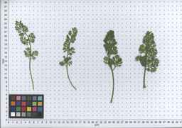 PI_279763_04ncai01_SD_PL_LV_2007-06-19_02.jpg