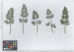 PI_279763_04ncai01_SD_PL_LV_2012-06-12_01.jpg