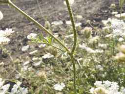 PI_279763_04ncai01_SD_PL_LV_2012-07-17_01.jpg