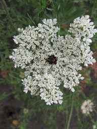 PI_279763_04ncai01_SD_PL_UM_2011-07-22_02.jpg