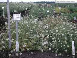 PI_279763_04ncai01_SD_PL_XX_2007-07-16_01.jpg