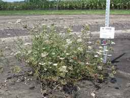 PI_279763_04ncai01_SD_PL_XX_2010-08-18_01.jpg