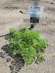 PI_279763_04ncai01_SD_PL_XX_2011-06-29_01.jpg