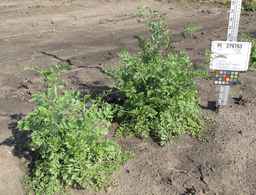 PI_279763_04ncai01_SD_PL_XX_2011-07-13_01.jpg
