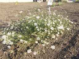 PI_279763_04ncai01_SD_PL_XX_2012-07-17_02.jpg