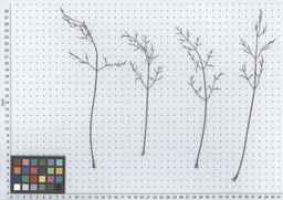 PI_279764_03ncai01_SD_PL_LV_2012-05-30_02.jpg