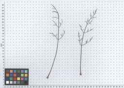 PI_279764_03ncai01_SD_PL_LV_2012-05-30_03.jpg