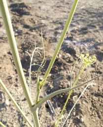 PI_279764_03ncai01_SD_PL_LV_2012-07-19_02.jpg