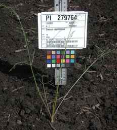 PI_279764_03ncai01_SD_PL_XX_2010-07-13_01.jpg