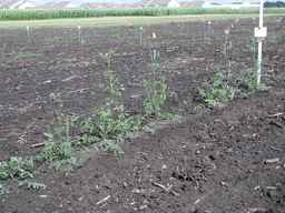 PI_279764_03ncai01_SD_PL_XX_2010-07-13_02.jpg