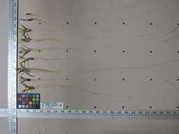 PI_279764_03ncai01_SD_RT_XX_2013-01-31_01.jpg