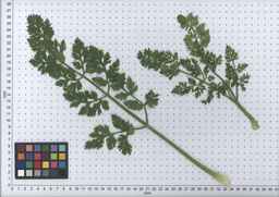 PI_279775_84ncai01_SD_PL_LV_2007-06-20_01.jpg