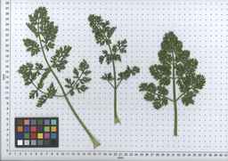 PI_279775_84ncai01_SD_PL_LV_2007-06-20_08.jpg