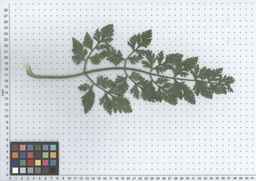 PI_279775_84ncai01_SD_PL_LV_2012-05-16_01.jpg