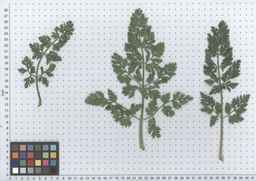 PI_279775_84ncai01_SD_PL_LV_2012-05-16_02.jpg