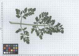 PI_279775_84ncai01_SD_PL_LV_2012-05-16_05.jpg