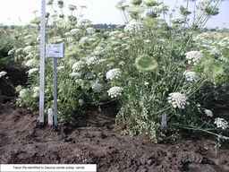 PI_279775_84ncai01_SD_PL_XX_2007-07-25_02.jpg