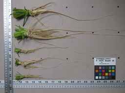 PI_279775_84ncai01_SD_RT_XX_2012-01-26_01.jpg