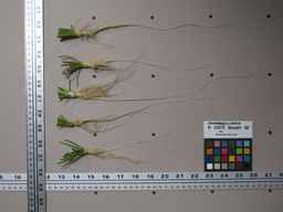 PI_279775_84ncai01_SD_RT_XX_2012-01-26_02.jpg
