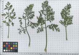 PI_279777_84ncai01_SD_PL_LV_2008-07-16_01.jpg