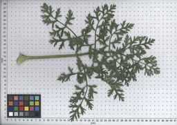 PI_279777_84ncai01_SD_PL_LV_2008-07-16_05.jpg