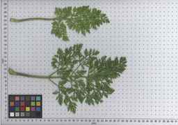 PI_279777_84ncai01_SD_PL_LV_2010-06-30_01.jpg