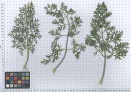 PI_279777_84ncai01_SD_PL_LV_2011-06-03_02.jpg