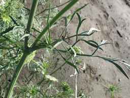 PI_279777_84ncai01_SD_PL_LV_2011-06-28_03.jpg
