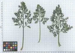 PI_279777_84ncai01_SD_PL_LV_2012-05-29_01.jpg