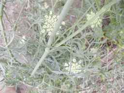PI_279777_84ncai01_SD_PL_LV_2012-06-15_01.jpg
