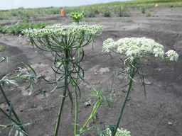PI_279777_84ncai01_SD_PL_UM_2010-08-18_04.jpg