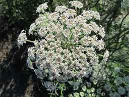 PI_279777_84ncai01_SD_PL_UM_2011-06-28_04.jpg