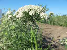 PI_279777_84ncai01_SD_PL_UM_2011-06-28_07.jpg