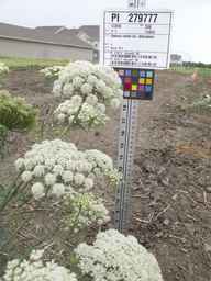 PI_279777_84ncai01_SD_PL_UM_2012-06-15_01.jpg