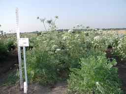 PI_279777_84ncai01_SD_PL_XX_2007-07-26_03.jpg