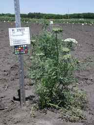 PI_279777_84ncai01_SD_PL_XX_2008-07-16_01.jpg