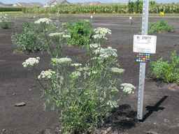 PI_279777_84ncai01_SD_PL_XX_2010-08-18_01.jpg