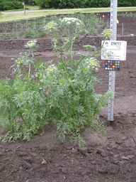 PI_279777_84ncai01_SD_PL_XX_2011-06-09_01.jpg