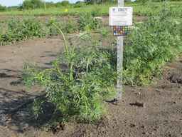 PI_279777_84ncai01_SD_PL_XX_2011-06-16_02.jpg