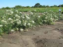 PI_279777_84ncai01_SD_PL_XX_2011-06-28_03.jpg